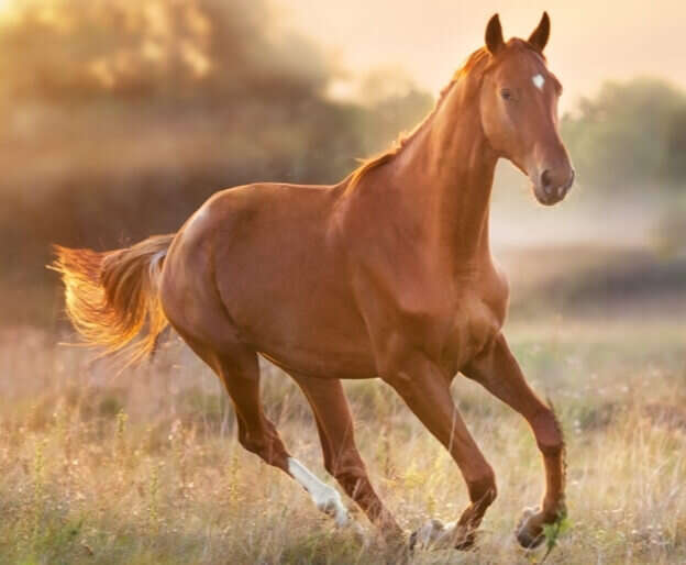 hoeveler impression jungpferd pferdefutter